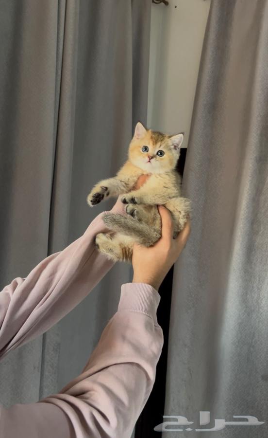 قطط للبيع قطتين للبيع معا64400897060865110