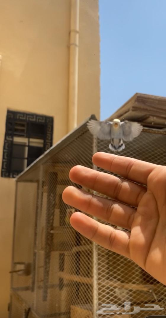 روز هدد خارجي لون مميز64397617281155111