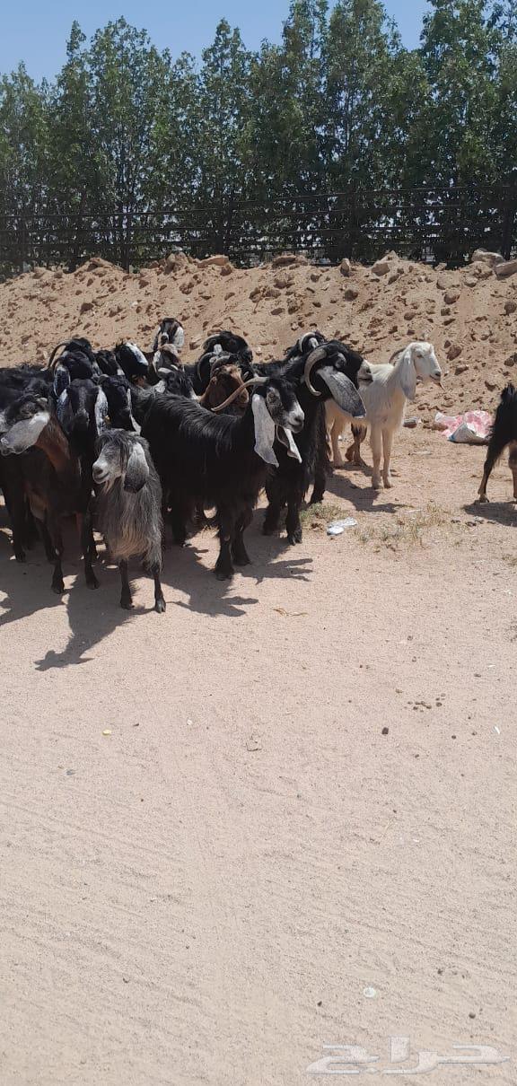 معزا طيبه منوة القناي64398033062658112