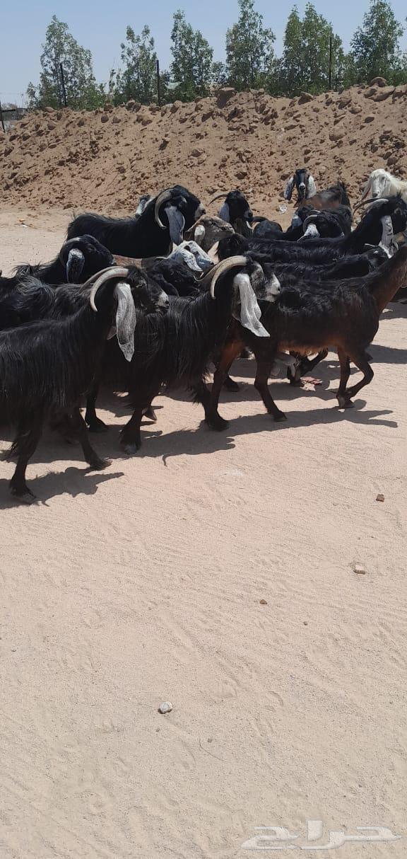 معزا طيبه منوة القناي64398033062658111