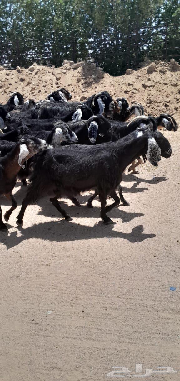 Good quality goats, mostly young64141915750787111