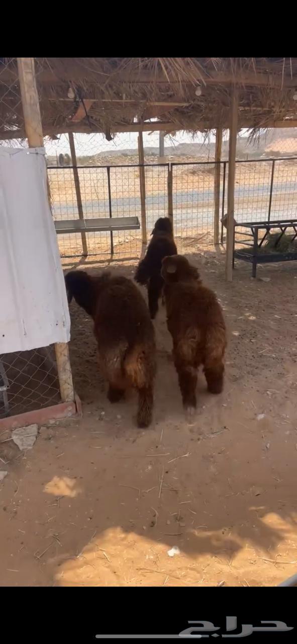 طليان نعيم للبيع - يوجد خدمة التقسيط تمارا64400327618818113