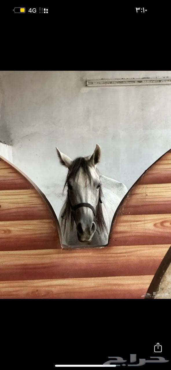 فرس شعبيه معها مهر64396880349443110
