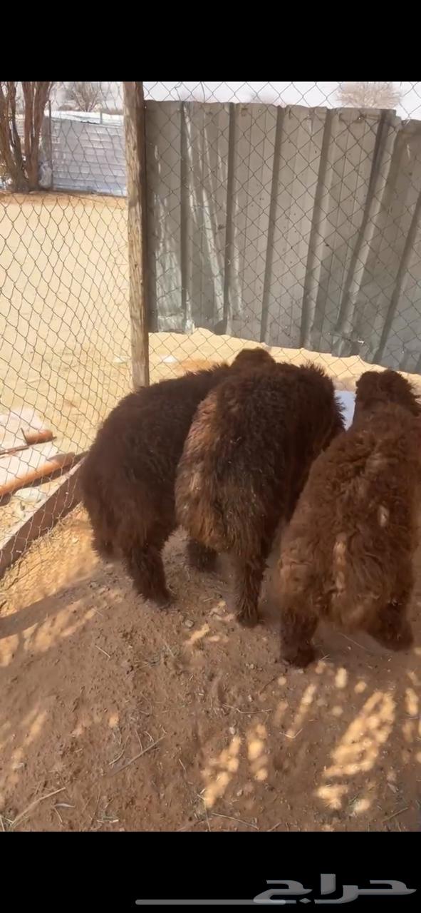 طليان نعيم للبيع - يوجد خدمة التقسيط تمارا64400327618818110