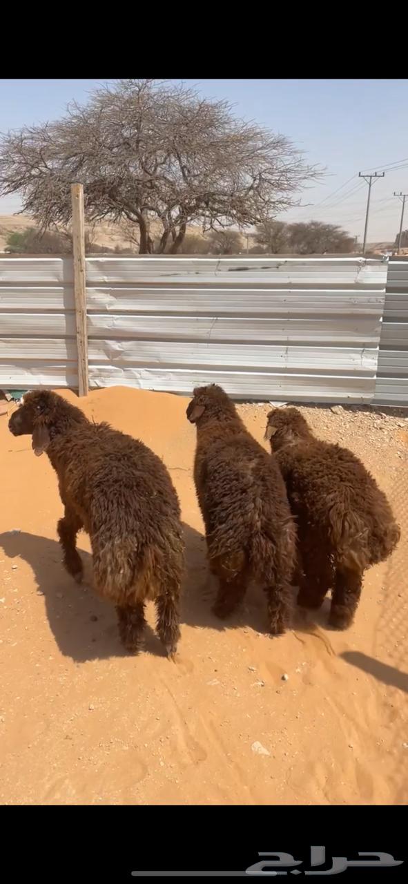 طليان نعيم للبيع - يوجد خدمة التقسيط تمارا64400327618818112