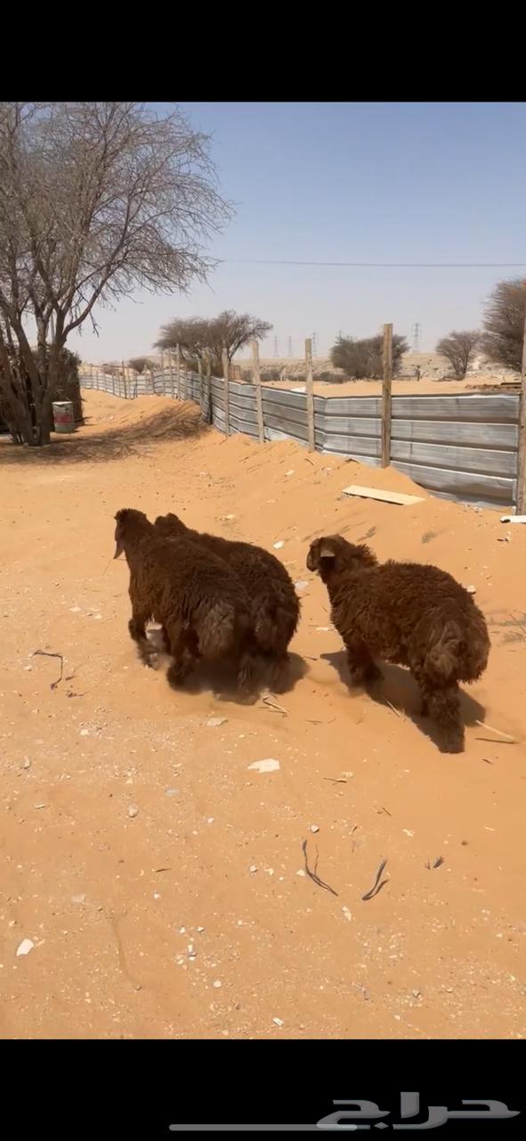 طليان نعيم للبيع - يوجد خدمة التقسيط تمارا64400327618818111