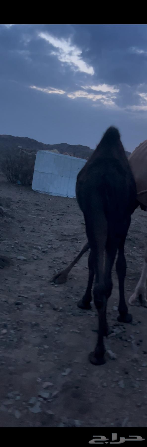 قعود كفو للبيع64397852903681111