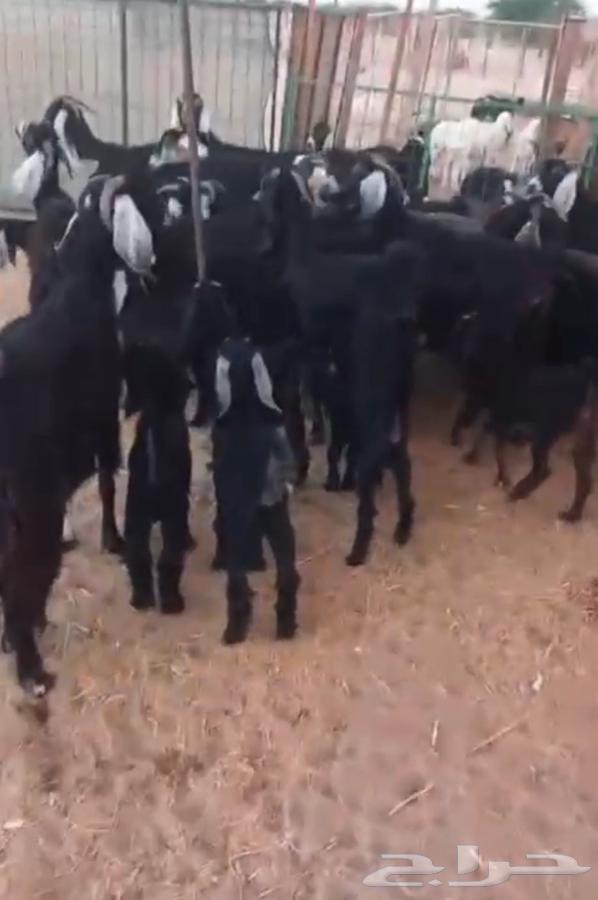 Goat64397450934529110