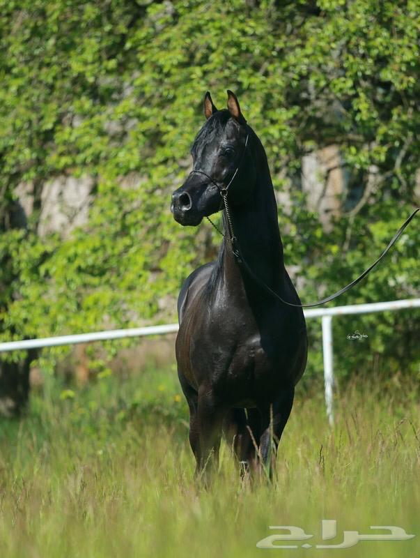 حصان واهو اشقر مذهب للبيع64359388883842113