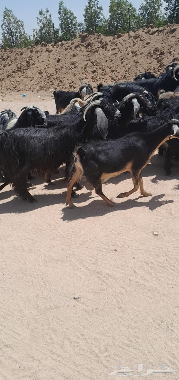 معزا طيبه منوة القناي64398033062658110