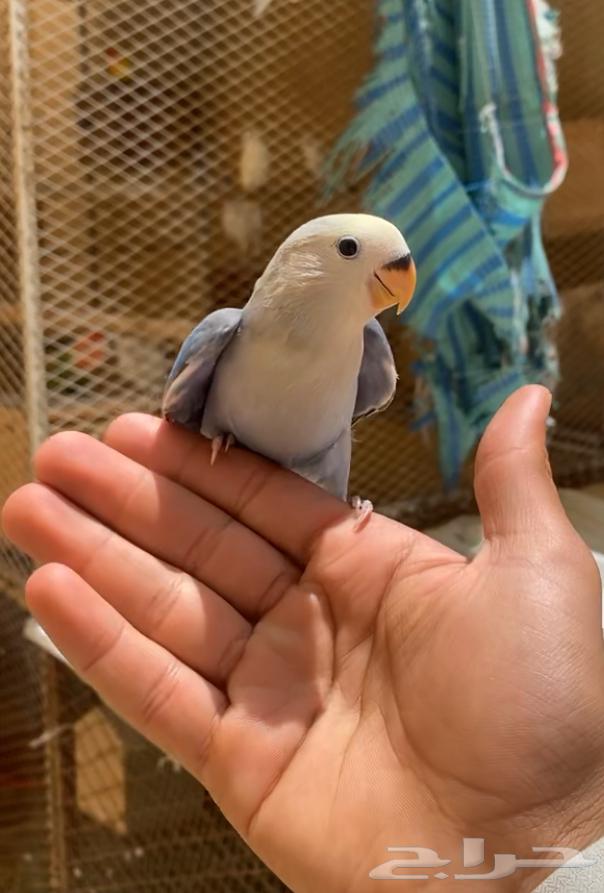 روز هدد خارجي لون مميز64397617281155110