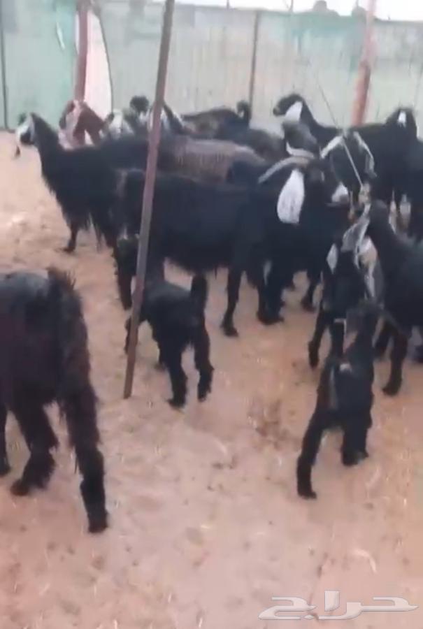 Goat64397450934529113