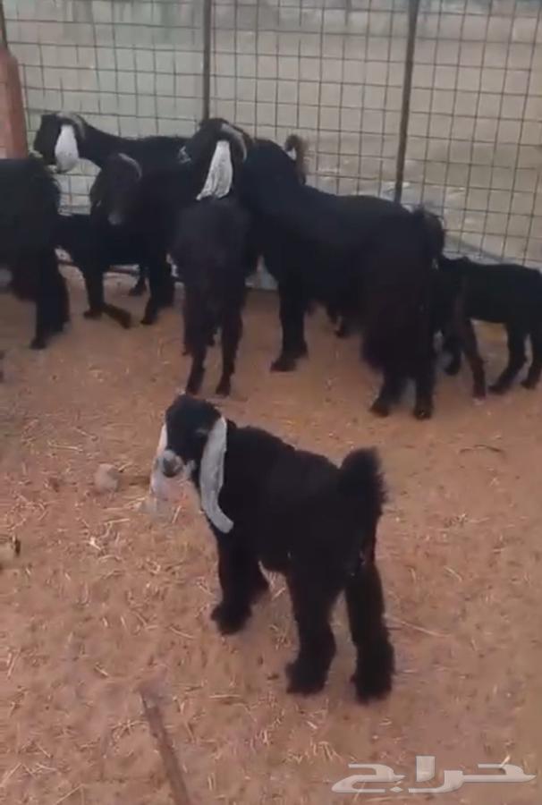 Goat64397450934529112