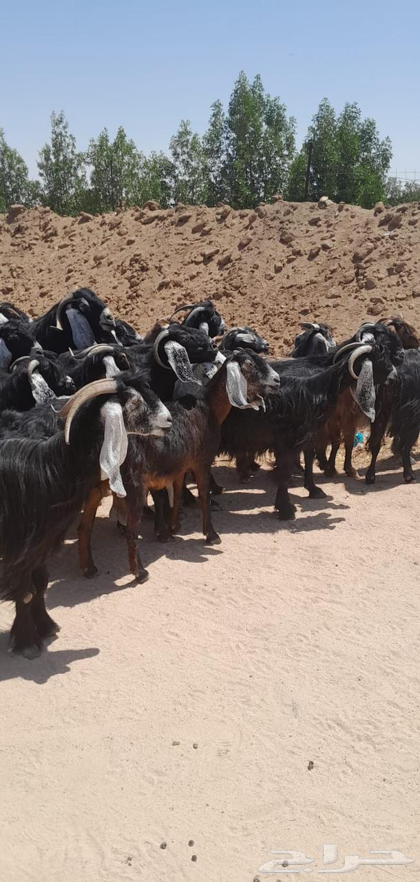 معزا طيبه منوة القناي64398033062658113