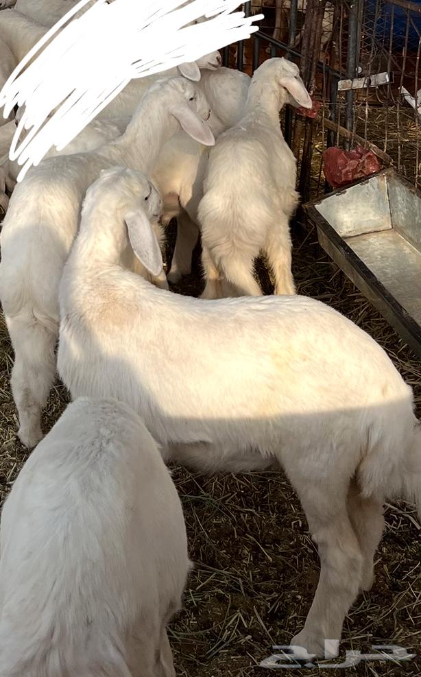 طليان للبيع64400245446274110