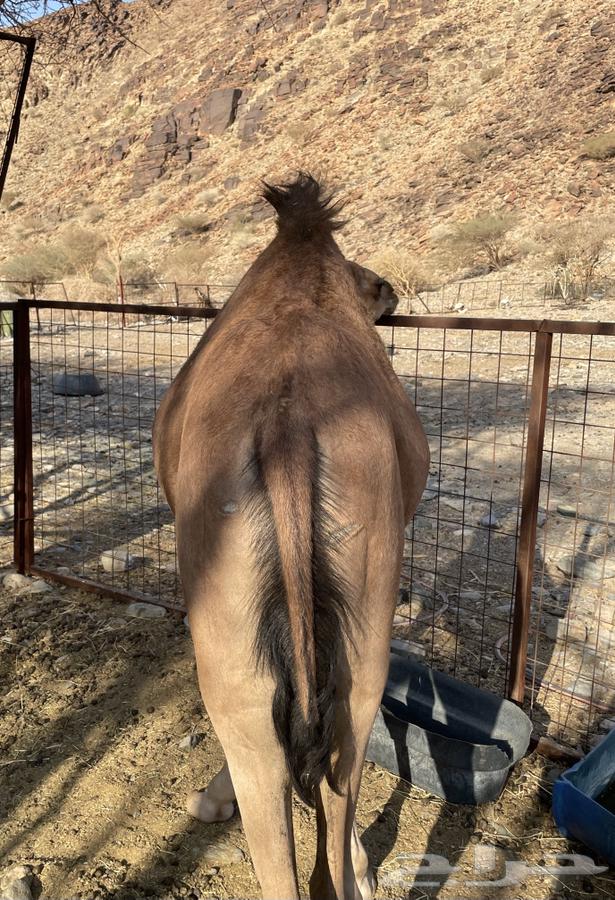 للبيع قعود64396755624067112