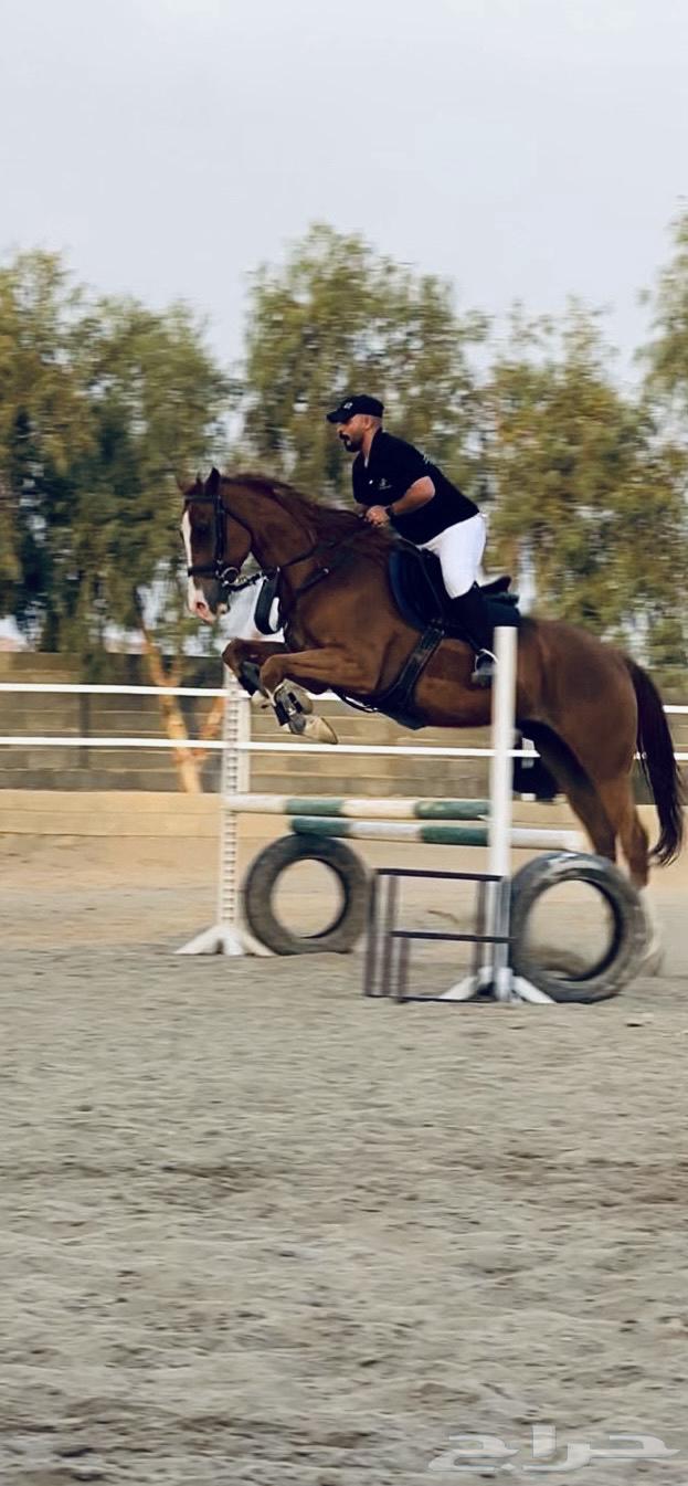 حصان انقليزي قفز لايجي الا الصامل64394800192898111