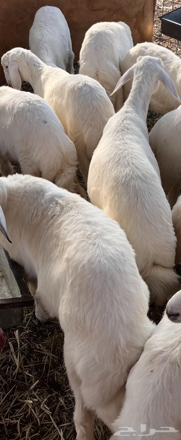 طليان للبيع64400245446274111