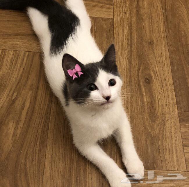 للبيع المستعجل قطة من ام همالايا و اب بلدي64399189111169112