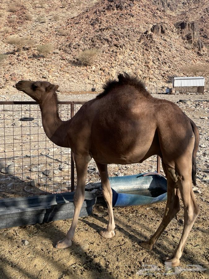 للبيع قعود64396755624067111