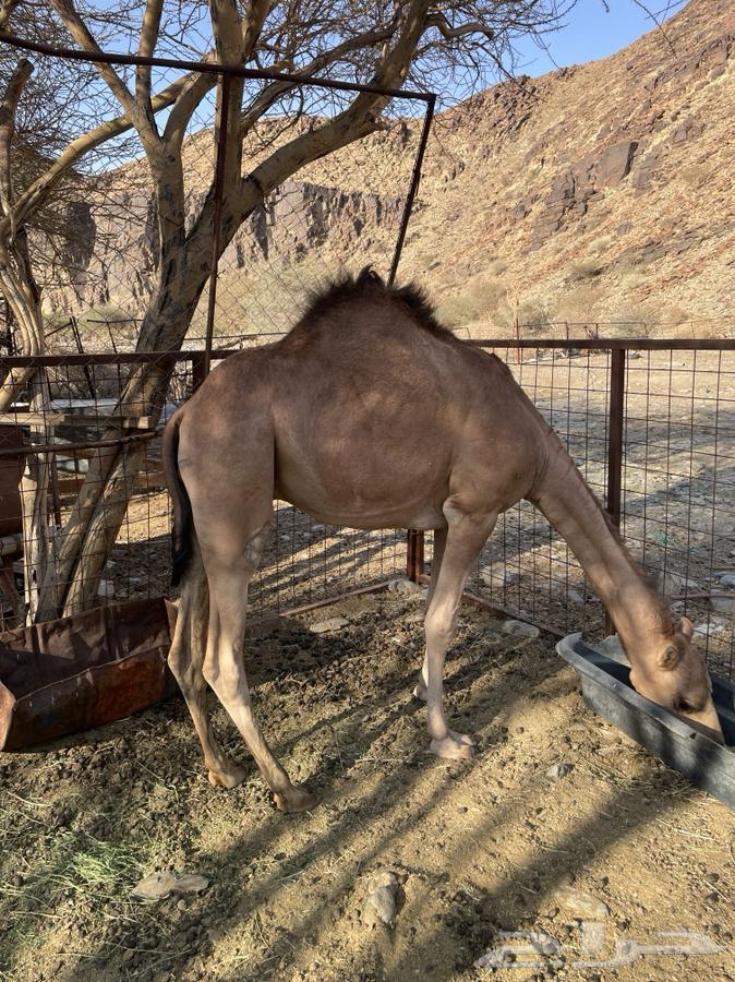 للبيع قعود64396755624067110