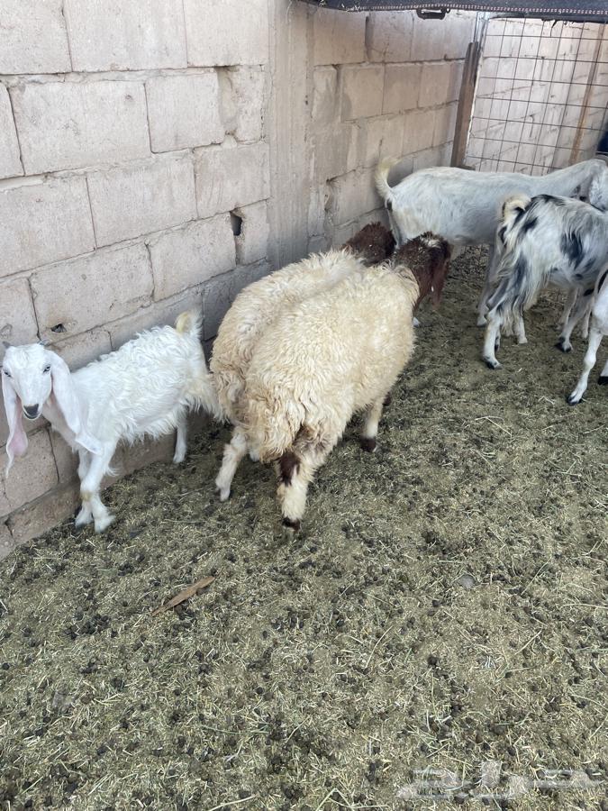 Rukh64401271756674112