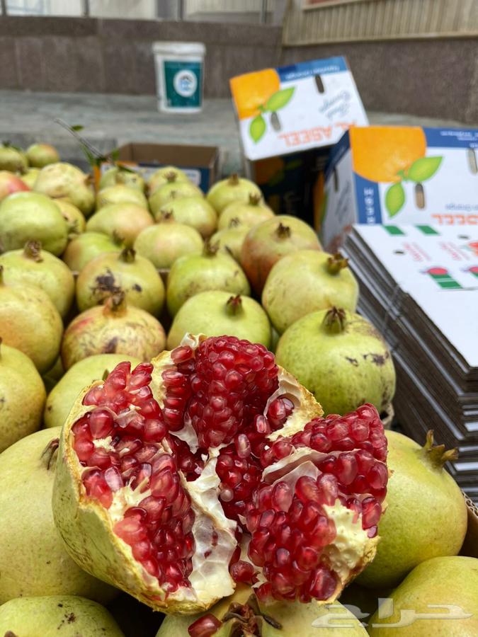 رمان الباحه64399689735683111