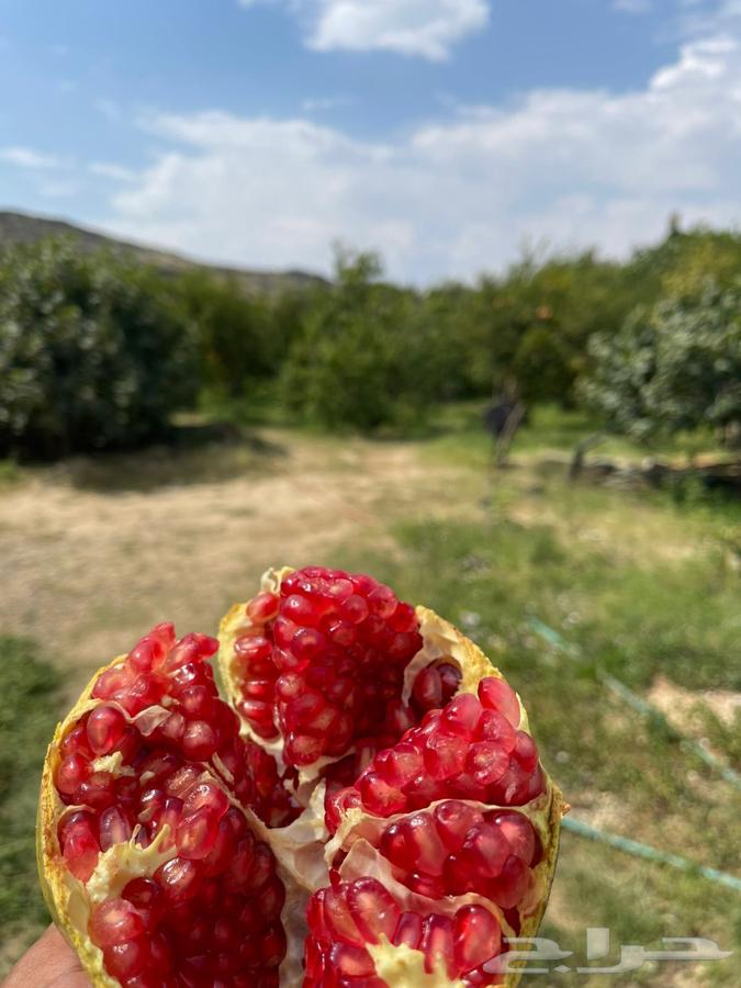 رمان الباحه64399689735683112