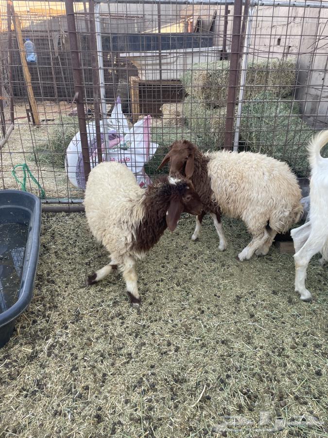 Rukh64401271756674113