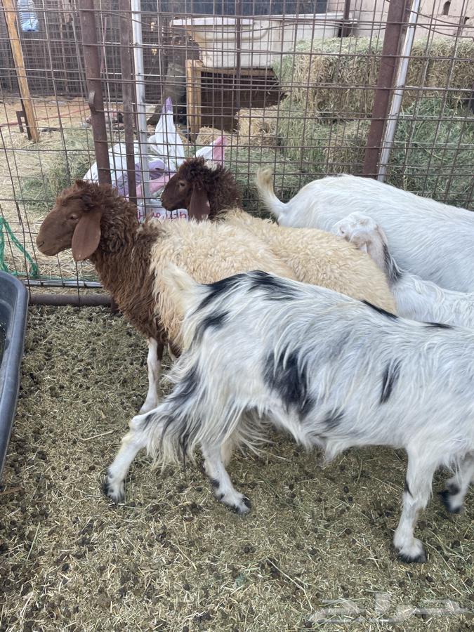 Rukh64401271756674111