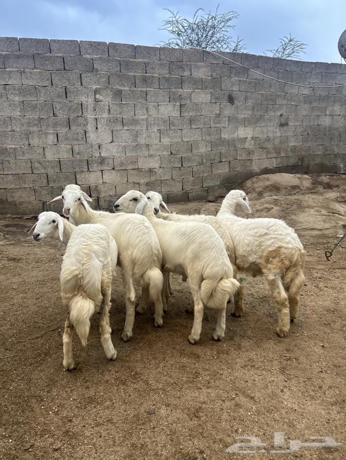 طليان ورخال العدد 6 للبيع64400813856131111