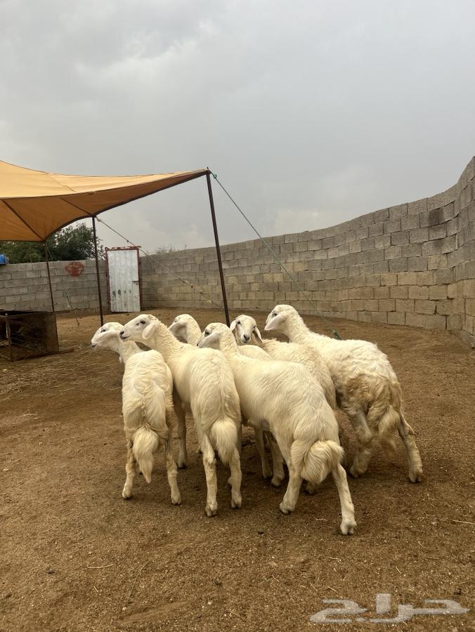 طليان ورخال العدد 6 للبيع64400813856131110