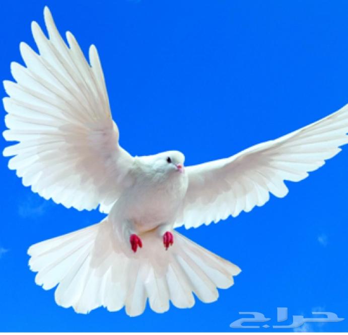 مطلوب حمام64399870643969110