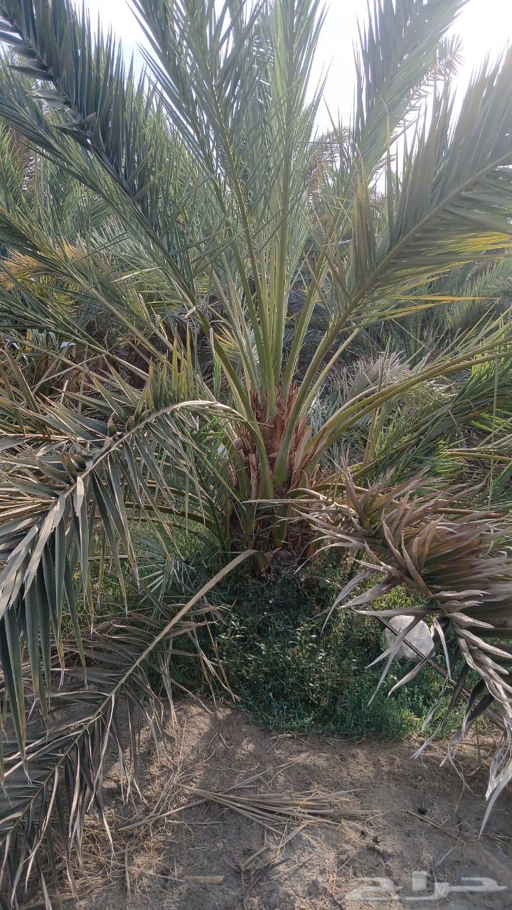 نخل للبيع64396061004547114