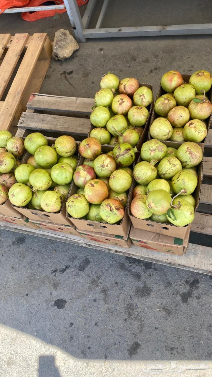 رمان بيدة طازج متوفر بالرياض64400272708355112