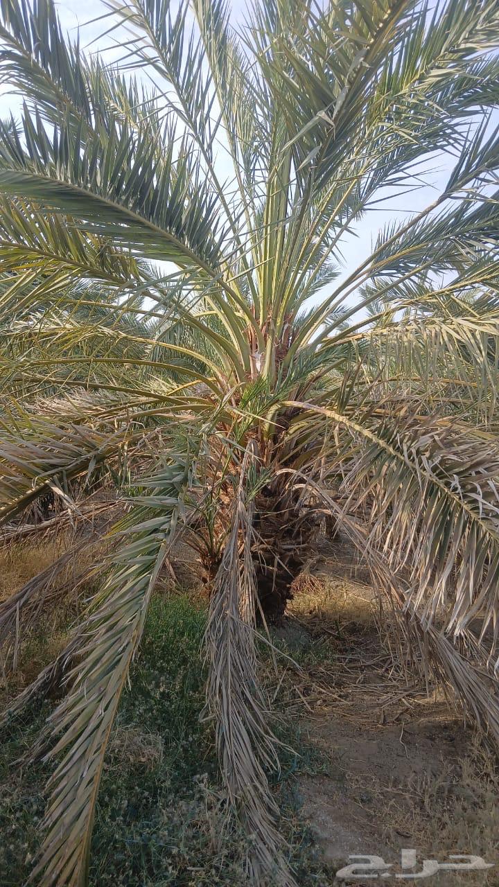نخل للبيع64396061004547113