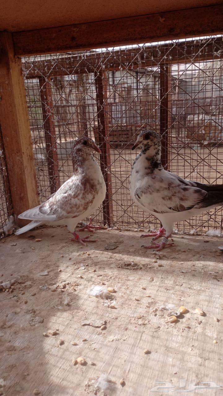 Zagel Thabat Qarazel (Race)64396783079683114