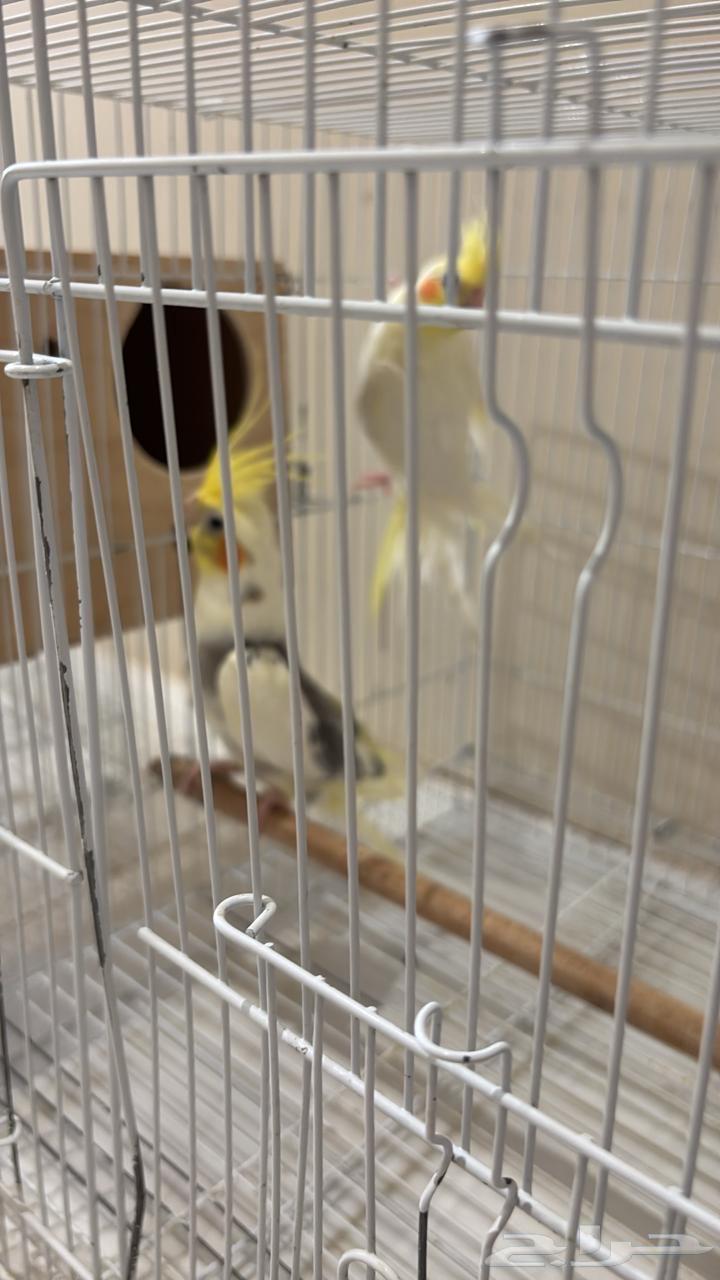 A pair of crows without accessories ..64400813816321110