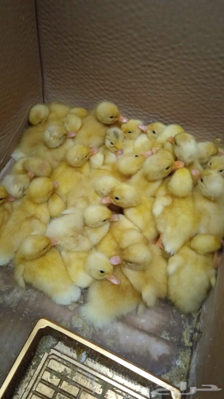 بط بكيني صوص عمر اربعه ايام متوفر كميات مع ملحقاتهم كاملة64397116561027110