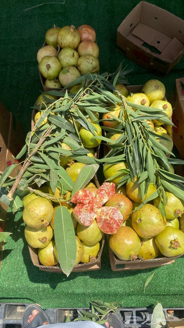 رمان بيدة طازج متوفر بالرياض64400272708355110