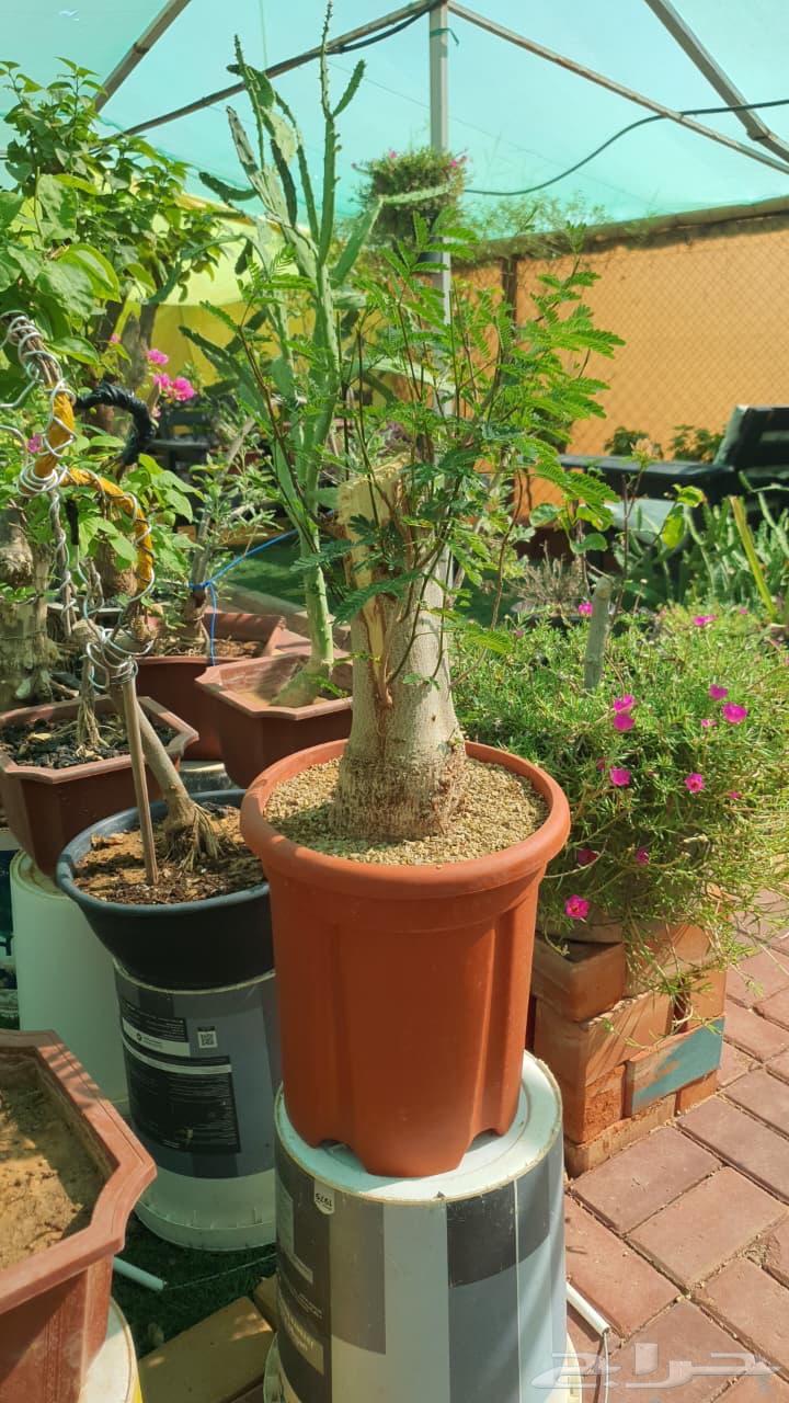اشجار جميله ومنوعه بيع مستعجل يوجد كميه كبيره64396505575169111