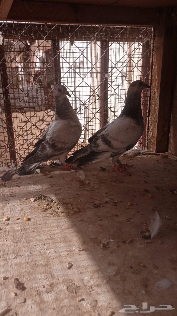 Zagel Thabat Qarazel (Race)64396783079683112