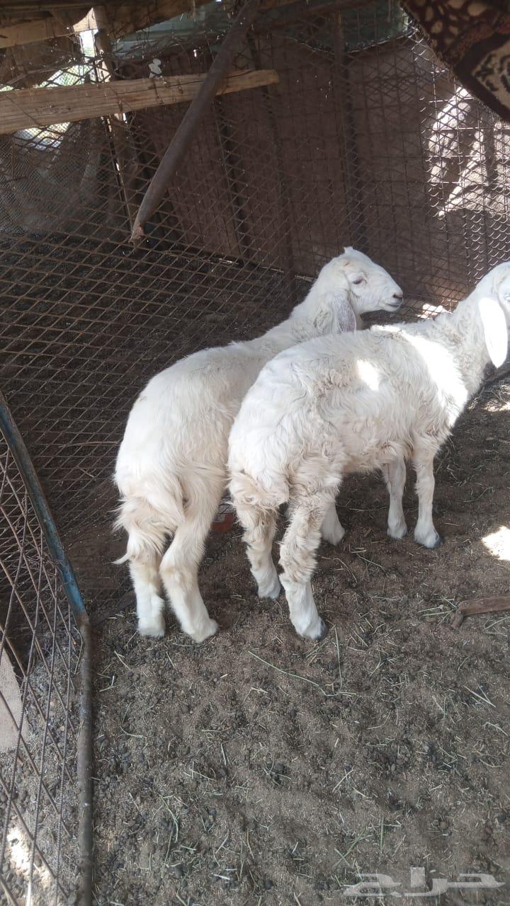 طلي ورحل للبيع التواصل واتس64400286831490110