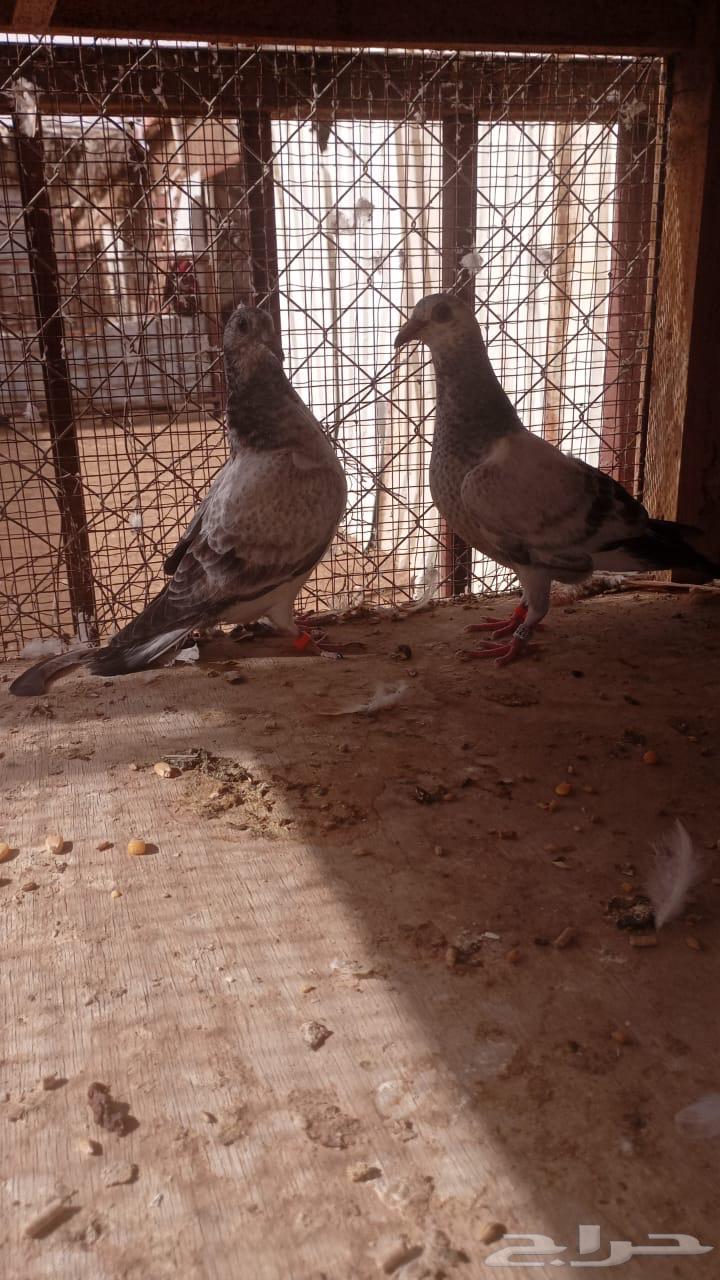 Zagel Thabat Qarazel (Race)64396783079683110