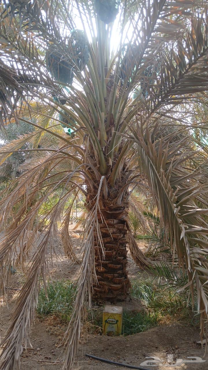 نخل للبيع64396061004547112