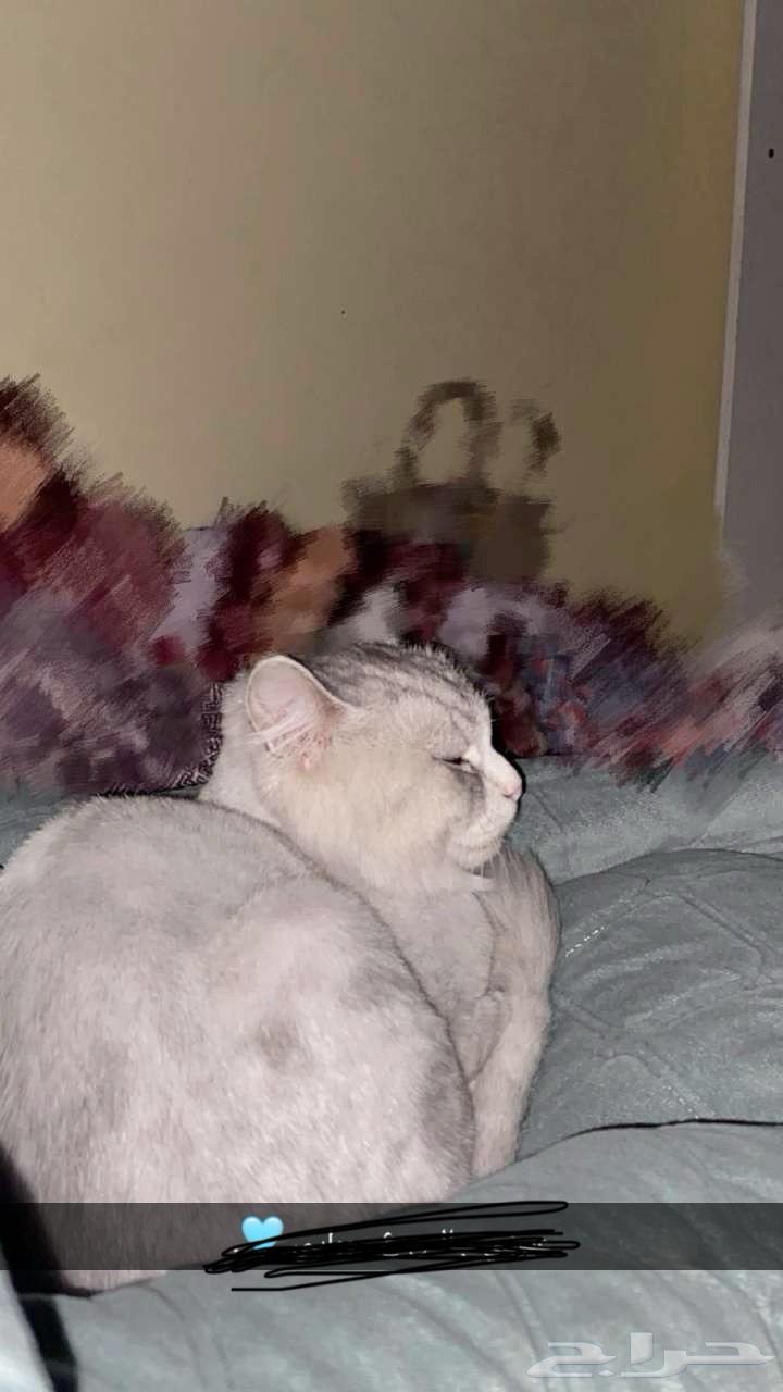 قط للبيع شيرازي64398658861186111