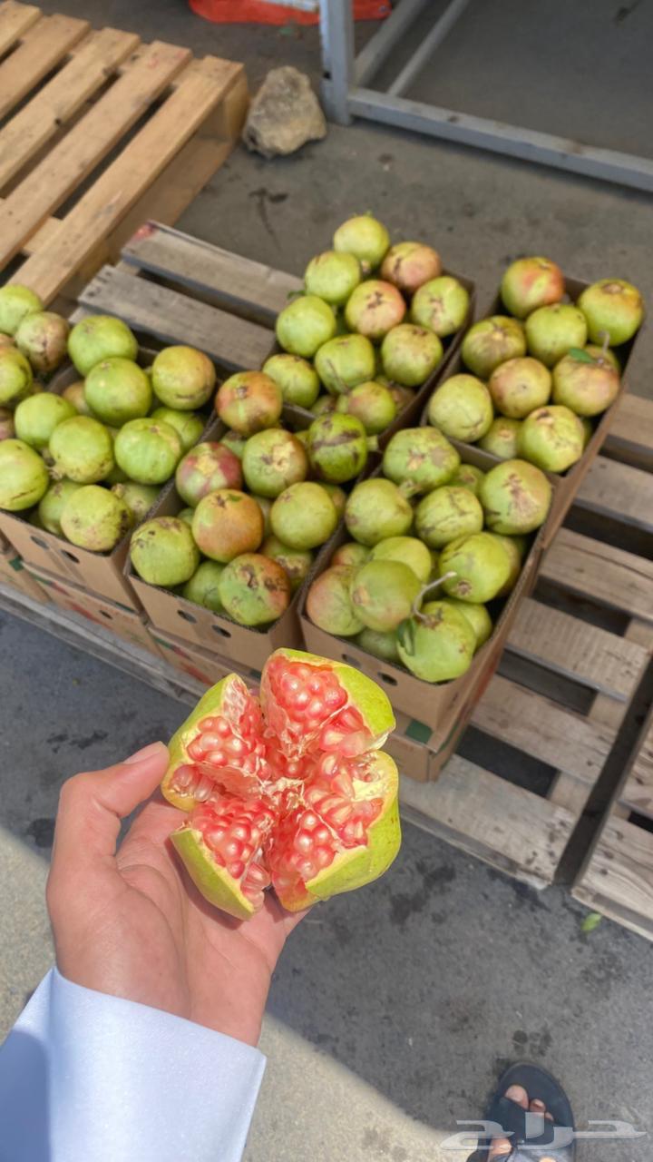 رمان بيدة طازج متوفر بالرياض64400272708355113