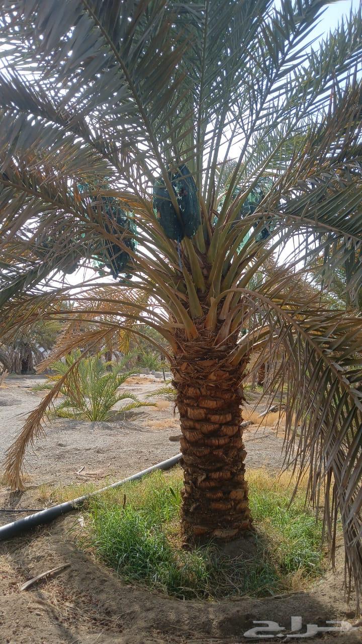 نخل للبيع64396061004547111