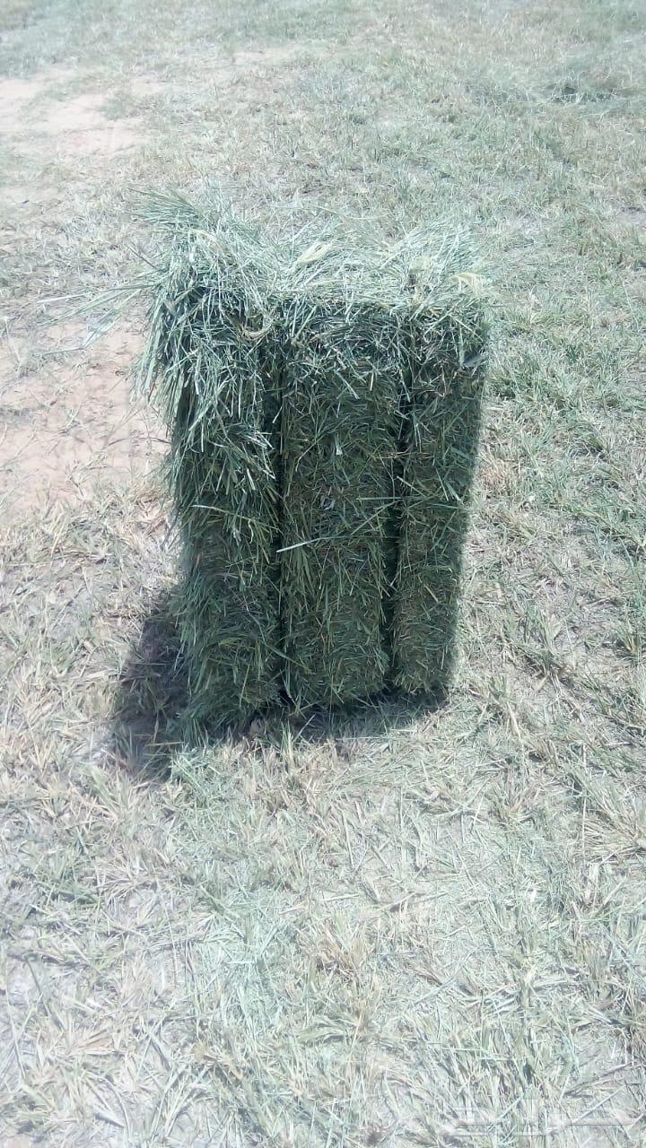 رودس شد 80-85 للبيع64375783619457110