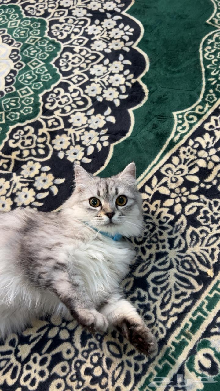 قطط للبيع64393458998914110